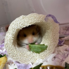 ハムスター