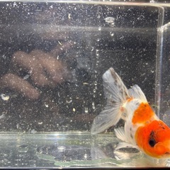 【里親様決まりました】鈴木系東錦の画像