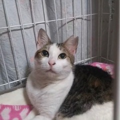 美猫の白キジのエルサ❤️１４匹の多頭飼育家からのレスキューよろし...