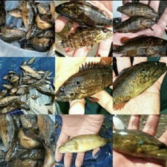21.日本淡水魚&ガサガサ採集                    ✨ラインオープンチャット              メンバー募集中です！ − 佐賀県