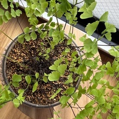 観葉植物　アジアンタム の画像