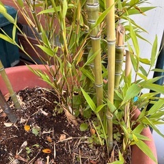 新芽出てきました👍観葉植物　真竹の画像