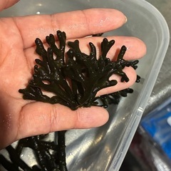 海水アクアリウムに！海藻ミルの画像
