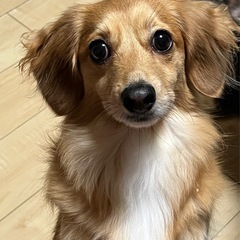 引き取ってくれる方を探しています。