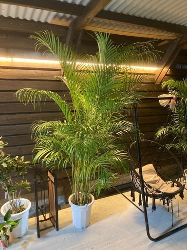観葉植物?アレカヤシ✨