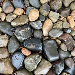 【川石】5㎝前後、ガーデニング、ロックガーデン、和風庭園、アクアリウム、ビオトープの画像