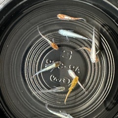 ミックスメダカ入荷