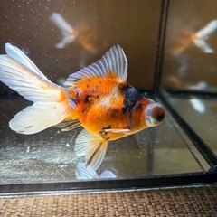 虎柄出目金の画像