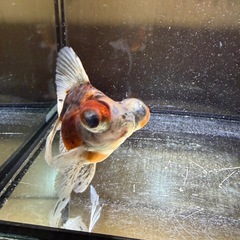 キャリコ出目金(黒少なめ)の画像