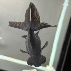 黒出目金の画像