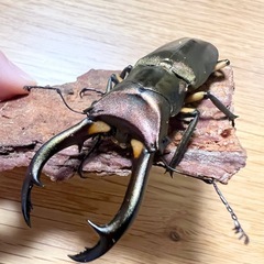 エラフスホソアカクワガタ　幼虫5匹セットの画像