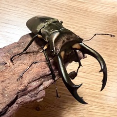 エラフスホソアカクワガタ　幼虫5匹セットの画像