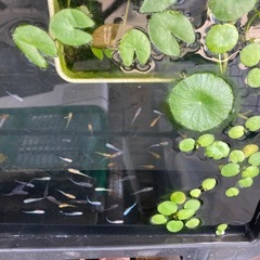 ❤️2026めだかの学校、可愛い1年生めだか、の画像