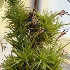 エアープランツ恵庭　各種エアープランツ大特価‼️の画像