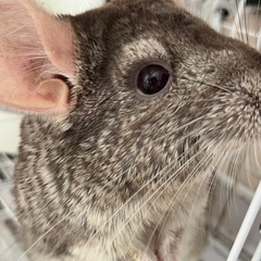 ウサギ チンチラ 
