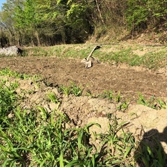 5/3(日)13時〜田んぼの再生のお手伝いをお願いします。…