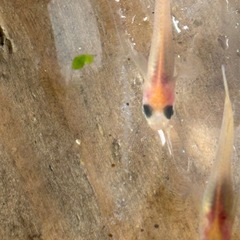 25粒　パンダの卵　400円の画像