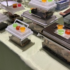 北海道産　　ブリード　カブト虫　オス　飼育セット　の画像