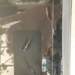 メダカ　ミッドナイトフリル　15匹の画像