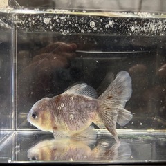 【里親様が決まりました】中国産ブロードテールオランダ（♀）の画像