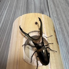 メタリフェルホソアカクワガタ　ペアの画像