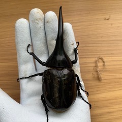 ⑤ヘラクレスオオカブト（ミニサイズ）　ペアの画像