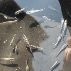 ラメメダカ10匹の画像