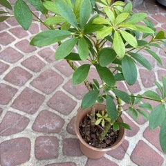 観葉植物　カポック　60㎝
の画像