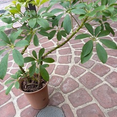 観葉植物　カポック　60㎝
の画像