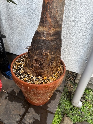 【超特大】パキラ　観葉植物　塊根植物　多肉植物　ビザールプランツ　レアプランツ　ガーデニング　植物　グリーン　趣味　盆栽　葉　花　庭　