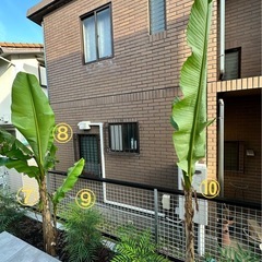 ホイ様専用   芭蕉の木 2本の画像