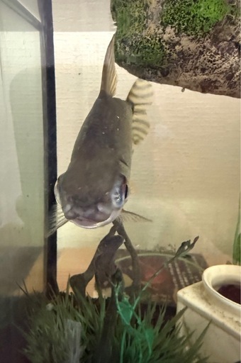 カラープロキロダス （ カラプロ ）