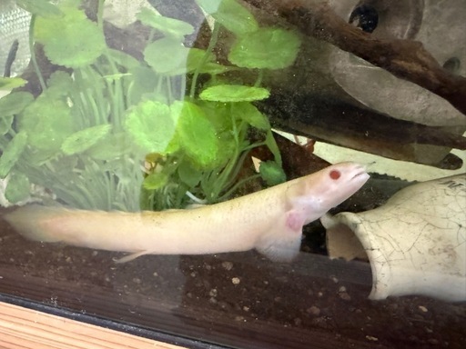 ポリプテルスセネガルス アルビノ ポリプテルス セネガルス アルビノ スーパーショートボディ 