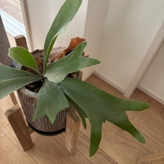 ビカクシダ  陶器鉢セットの画像