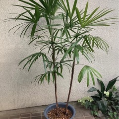 🌿棕櫚竹（シュロチク）観葉植物Iの画像