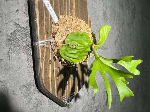 ⭐️お譲り先決定❗️【観葉植物ビカクシダリドレイカッコいい養生板付き✨