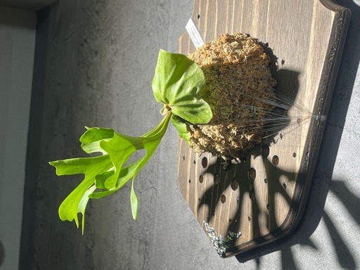 ⭐️お譲り先決定❗️【観葉植物ビカクシダリドレイカッコいい養生板付き✨
