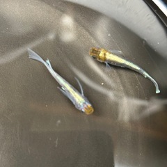 オリジナル品種の画像
