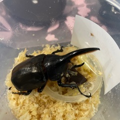 ヘラクレスオオカブト　雄の画像