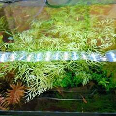 水草 ベトナムスプライト①　めだか・エビ水槽に・・・の画像
