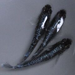 メダカ「ミッドナイトフリル ラメタイプ」有精卵 30個＋αの画像