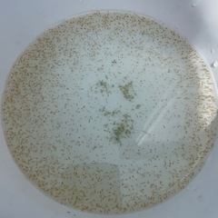 ②タイリクミジンコ300匹以上の画像