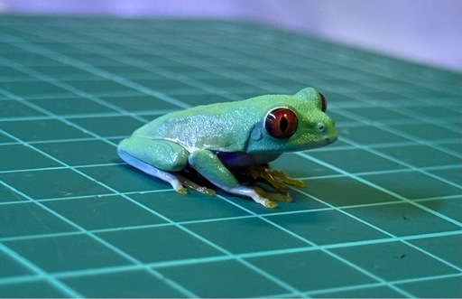 アカメアマガエル