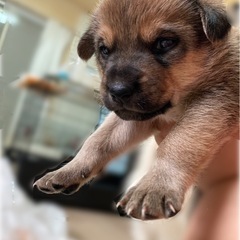 (相談中)4月3日産まれの女の子🐕 ͗ ͗ - 足利市