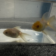 白オランダ2匹(金魚)の画像