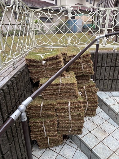 高麗芝