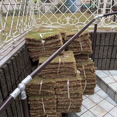 高麗芝の画像