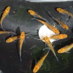 E-３２   ユリシス 　１２匹の画像