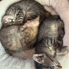 「尻尾の先が少し曲がった可愛いキジトラ男の子🐈 5匹兄弟」