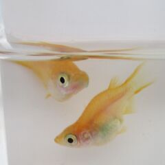 決まりました。メダカ「紅帝ダルマ」有精卵 20個＋αの画像
